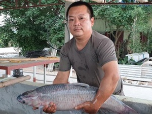 Nam Định: Giàu lên nhờ nuôi thêm cá "khủng"