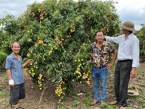 Đắk Lắk: Cây "lạ" ra quả từng chùm giúp nhà nông có tiền tỷ