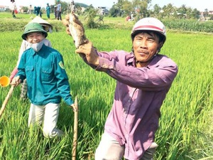 Cách bắt chuột độc đáo của nông dân Quảng Ngãi, không con nào thoát