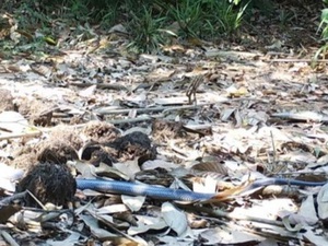 Phát hiện loài rắn nọc độc cực cao, quý hiếm tại Hà Tĩnh