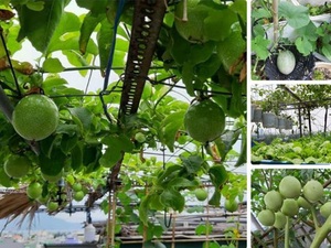 &quot;Nông trại&quot; trên sân thượng trồng đủ loại rau xanh, quả ngọt của nữ giáo viên Đà Nẵng