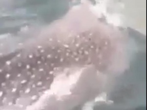 Khánh Hòa: Phát hiện cá nhám voi to tung tăng bơi trên biển