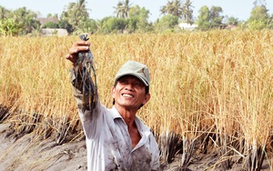 Kiên Giang: Cho tôm ở chung trong ruộng lúa, nông dân nhẹ công, lãi hàng trăm triệu