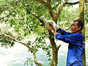 Kiên Giang: Bỏ vườn rậm như rừng để nuôi chim trời cho vui đời