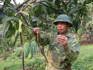 Sơn La: Sau mưa đá, xoài Yên Châu trái ít lại còn xấu, dân lo đói