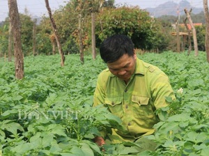 Sơn La: Nắng chang chang, khoai tây trồng ở đây vẫn tốt ngùn ngụt