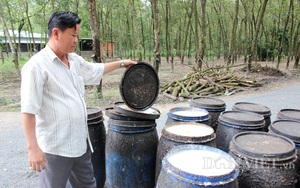 Giá cả giảm sút, ngành cao su muốn lấy đất làm... khu công nghiệp 