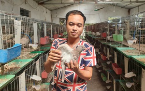 Thái Bình: 9X bỏ việc lương cao về quê nuôi chim bồ câu to xác, mắn đẻ, lãi 15 triệu/tháng