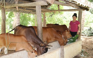 Sơn La: Trang trại &quot;thập cẩm&quot;, trồng cây gì cũng nhiều trái, nuôi con gì cũng mát tay