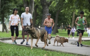 Chó thả rông, không rọ mõm “đại náo” công viên trong mùa bệnh dại
