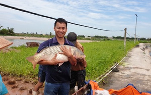 Nam Định: Thêm 1 anh kỹ sư bỏ lương 30 triệu về quê nuôi toàn cá khổng lồ, thu tiền tỷ