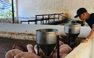Khó tái đàn lợn, Bộ NN&PTNT đề xuất gói hỗ trợ đất đai, lãi vay