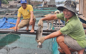 Quảng Bình: Làng nghèo rớt mồng tơi bỗng đổi đời nhờ nuôi toàn cá đặc sản to bự
