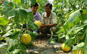 Hậu Giang: Thật lạ nuôi ong không phải để lấy mật, mà chính là thụ phấn cho... dưa lưới