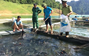 Tuyên Quang: Kéo lưới lên toàn thấy cá đặc sản to bự, nông dân giàu thấy rõ