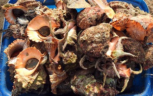 Bình Thuận: Tha hồ ngắm, chọn lựa những con ốc biển nhiều càng và hải sâm lạ mắt ở đảo Phú Quý