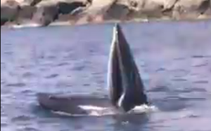 Khánh Hòa: Cá voi lớn xuất hiện, "nhảy múa" trên vịnh Cam Ranh