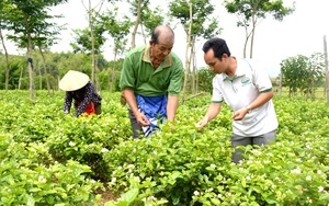 Tuyên Quang: Nông dân trồng thành công cây hoa nhài, hái hoa bán 60.000-80.000 đồng/kg
