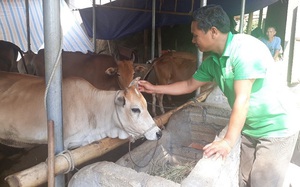 Lai Châu: Chăn nuôi bò vỗ béo mà có của ăn của để, xây được nhà đẹp