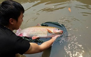 Hòa Bình: Nuôi loài cá &quot;thần&quot; quý hiếm trong ao, bắt lên xem ai cũng trầm trồ