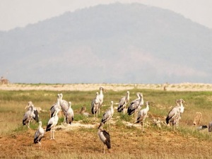 Báo động: Dùng thuốc độc bắt loài cò ốc quý hiếm ở đảo Trời Đánh