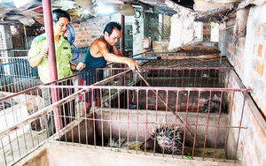 Khánh Hòa: Nuôi động vật rừng-1 thời nóng sốt tôn lên đặc sản nay buồn thiu thế này