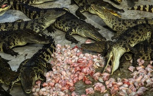 Bí ẩn bên trong trang trại cá sấu siêu "khủng" nhất Thái Lan