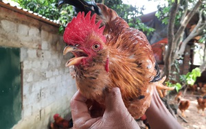 Quảng Ninh: Nuôi loài gà "mọc râu" bằng cây thuốc bổ, thơm ngon đáo để, chưa kịp lớn lái đã đòi mua