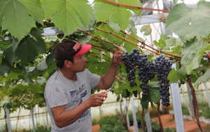 Lâm Đồng: Nho Mỹ và nho Hàn Quốc trồng ở Đà Lạt ra trái "quá trời", bán 300.000 đồng/kg