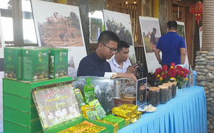 Yên Bái: Đêm tiệc trà Shan Tuyết cổ thụ đặc biệt trên đỉnh Suối Giàng