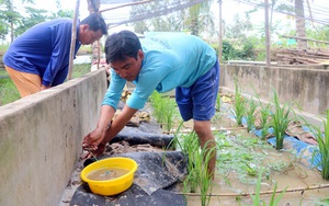 Đồng Tháp: Nông dân vùng biên nuôi lươn dễ như &quot;ăn kẹo&quot;, đến đàn bà con gái cũng còn ham