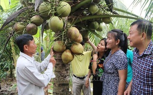 Trà Vinh: Vườn dừa sáp đặc sản đầy trái, bán đắt tiền vẫn hút khách du lịch tới xem