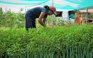 Quảng Nam: Sau dịch Covid-19, rau hữu cơ Thanh Đông vẫn ế, vườn buồn thiu