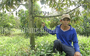 Sóc Trăng: Nông dân bỏ túi hàng trăm triệu nhờ trồng sầu riêng chung vườn với mít Thái