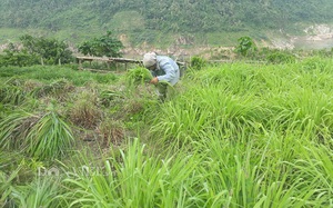 Lai Châu: Trồng cây sả Java tốt bời bời, chả tốn công chăm, nấu tinh dầu bán đều đều