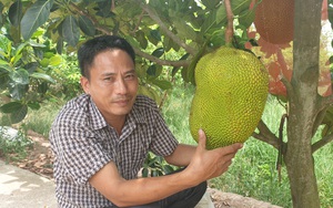 Thái Bình: "Bắt" 500 cây mít ra quả sòn sòn, một nông dân thu gần nửa tỷ/năm