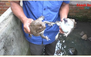 Khánh Hòa: Phun mưa nhân tạo khiến ếch đẻ nhiều, một nông dân thu hàng trăm triệu
