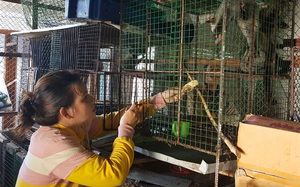 Phú Yên: Nuôi loài thú vốn là động vật quý hiếm, dân cứ bán 1 con thu 5 triệu đồng