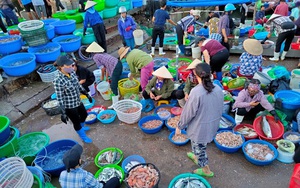 Tấp nập &quot;săn&quot; hải sản tươi rói ở Hạ Long lúc tinh mơ, nhiều con cua, cá lạ mắt