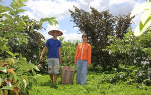 Đắk Lắk: Mới tí tuổi đầu, chàng trai này đã làm nên “miệt vườn độc, lạ&quot; khiến bao người mơ ước