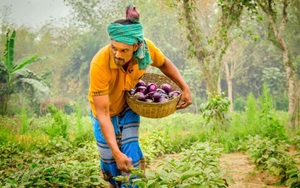 Kenya, Bangladesh mở cửa với bông và cà tím biến đổi gen