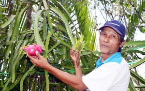 Cà Mau: Kỳ tích trồng thanh long trên cây mắm ở vùng ngập mặn, cho ra trái ngọt thơm 