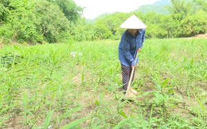 Bắc Kạn: Hàng trăm hộ nông dân khốn khổ, ôm nợ vì gừng dự án... không chịu mọc