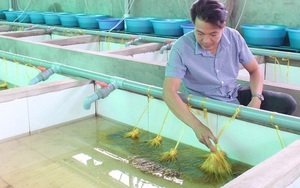 Bỏ lương cao ở Nhật Bản trai Vĩnh Long về quê chỉ để &quot;nghịch nước&quot; nuôi lươn