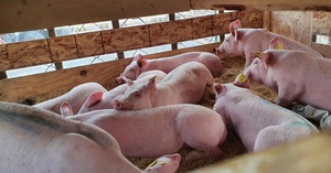 6 tháng cả nước nhập khẩu hơn 11.000 lợn giống, nhập khẩu lợn giống từ Thái Lan chiếm trên 50%