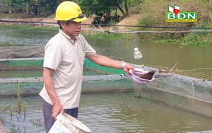 Đắk Nông: &quot;Liều&quot; thuần hoá, nuôi cá lăng đuôi đỏ ở dòng sông chảy ngược, bất ngờ thu 1/2 tỷ mỗi năm