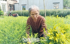 Nam Định: Cả làng rủ nhau trồng loài hoa lạ, tên nghe như cổ tích, bán chạy như tôm tươi