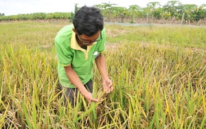 An Giang: Lão &quot;khùng&quot; ăn bờ, ngủ bụi học hết lớp 6 lai tạo thành công hơn 50 giống lúa