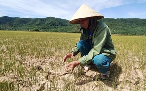 Quảng Bình: Nông dân rưng rưng nước mắt trên cánh đồng nứt toác, lúa héo quắt 