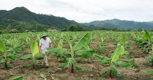 Người đánh bạc với cây chuối trên vùng đất gió